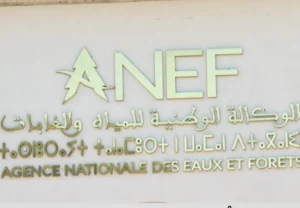 Morocco advances forest restoration plan with €580 million backing