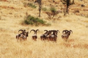 À El Kelaâ des Sraghna, Seguia Yaagoubia devient un pilier de la biodiversité