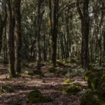 Maroc : alerte maximale face au risque d’incendies de forêt dans plusieurs provinces