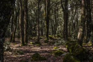 Maroc : alerte maximale face au risque d’incendies de forêt dans plusieurs provinces