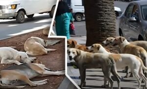 animales callejeros, bienestar animal, seguridad pública, autoridades locales, legislación nacional