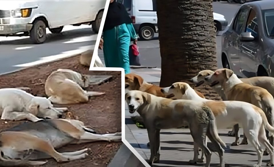 animales callejeros, bienestar animal, seguridad pública, autoridades locales, legislación nacional