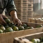 Des mains triant des avocats marocains dans des caisses d'exportation
