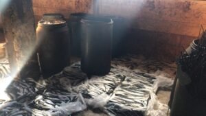 Barrels of herring seized during the consumer protection raid in Gharbia