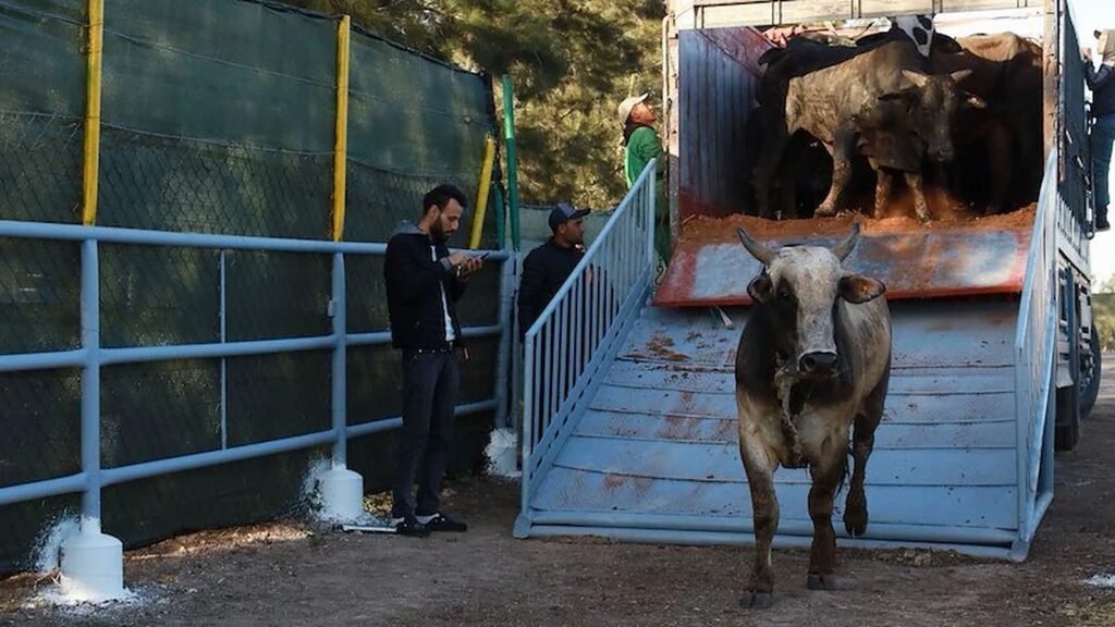 Workers guiding cattle toward an open blue transport truck