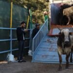 Workers guiding cattle toward an open blue transport truck