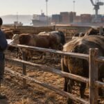 Bétail et buffles dans un enclos portuaire marocain près des camions